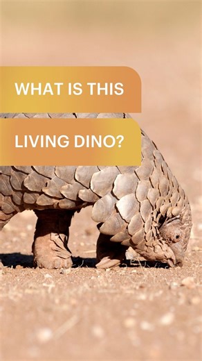 This animal looks like a dinosaur… a very very real 🦖 Meet the pangolin, one of nature’s weirdest creations. Covered head to tail in armor-like scales, it curls into a living ball when threatened, uses a super-long tongue to slurp up ants, and walks like it’s wearing medieval boots. Fun facts: • It’s the only mammal fully covered in scales • Its tongue can be longer than its body • It has no teeth, just pure insect-hunting skill • When it curls up, almost nothing can break through its armor How