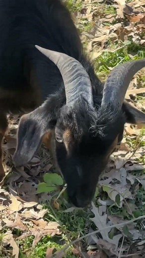Do goats really eat everything?