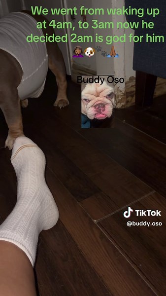 #BuddyOso #explore #fyp #dogmomlife🐾🐶 #dogsoftiktok Buddy Oso has been deciding that 2am is a pod time to wake up. I guess it the time change. Mom is sleepy but I’m up