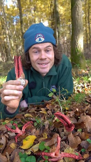 141K views · 724 reactions | Der Tintenfischpilz (Clathrus archeri) ist der Pilz mit dem übelsten Geruch überhaupt, denn er stinkt tatsächlich wie eine halb verweste Leiche. Weil er aber nicht als giftig gilt, braucht es einen Dummen, der ihn verkostet. Das übernehme ich in diesem Video für euch. Wie schmeckt der Tintenfischpilz? Ihr werdet es erfahren. #pilze #natur #selbstexperiment #pilzesammeln #tintenfischpilz #wald | Buschfunkistan | Facebook
