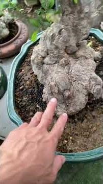 How to repot a Ficus microcarpa tree in winter after 1 month when it has sprouted healthy new sho...