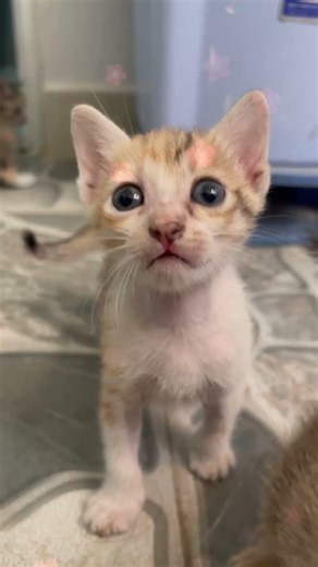 Những chú mèo con trong thật đáng yêu! #meo #mèo #cat #cute #cutecat #meow