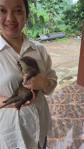 Punya ibu baru ll Have a new mother #siboni #sibona #otter #animals