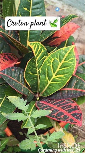 Croton Plant|Colorful Foliage Tips #gardeningshorts#garden #nature#flowers#flowerplant