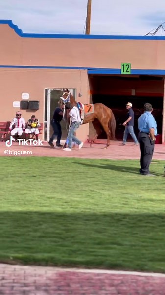 Debut race. A solid 3rd place 🏇💨💨 #fortheloveofthehorse #alvarez #quarterhorse #cornerstonestables #racehorsesoftiktok @ramos_christian30