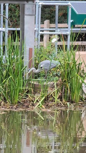 囹 HERON CATCHES FISH AND EATS IT 囹 Gotcha! A grey heron plucks a small fish straight from the Grand Western Canal – before eating it straight away. This happened yesterday on the tilting weir between Burlescombe and Westleigh, where the heron had been waiting patiently for potential prey for some time. #Discovering #Devon #Somerset #And #Beyond #Heron #GrandWesternCanal #Canal #Westleigh #Burlescombe | Discovering Devon, Somerset and beyond | Facebook