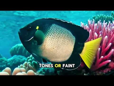 The Yellow Ear Angelfish(Apolemichthys Xanthotis)