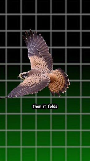 Peregrine falcon explained #WildlifeExplainer #AnimalShorts #peregrinefalcon #animalexplainer