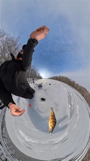 Yellow Perch Ice Fishing with Insta360 X5 camera
