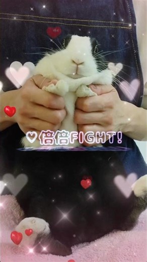 🐰モネちゃんのダンス💖CANDYTUNE 倍倍ファイト!♪うさぎ rabbit 可愛い ダンス dance 踊ってみた💕