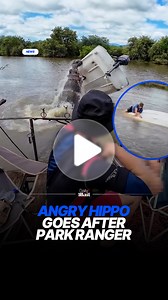 Hippo overturns boat during conservation effort