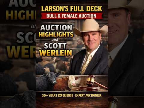 Larsons Bull Sale Recap