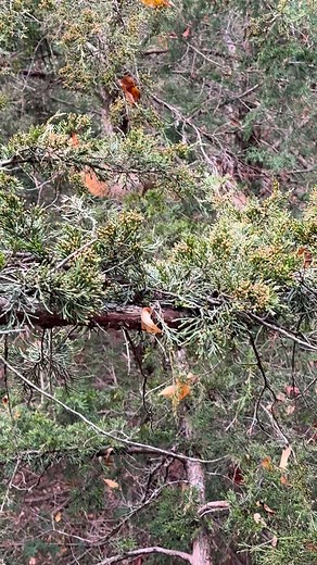 Squirrel movement is better than the deer movement so far this morning.. anyone else make it out this morning? Whats the latest around the state? | Michigan Out-of-Doors TV