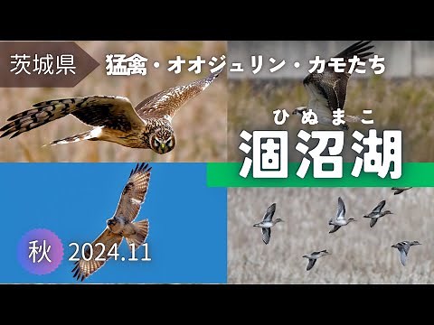 【野鳥観察】ハイイロチュウヒやミサゴなどの猛禽とカモたち｜秋の涸沼湖