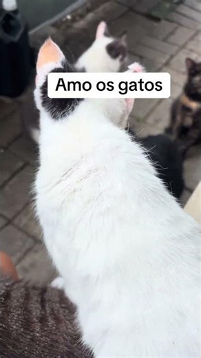 Amo os gatos ❤️