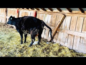 The Birth of a Calf: Heifer Cow #72’s Journey from Birth to First Steps | 30in30 #8 2025