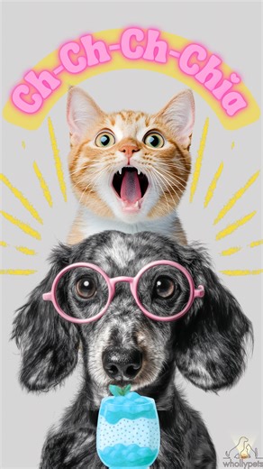 Whollypets, CPN, PCF on Instagram: "Overnight chia seed pudding is a great way to turn functional nutrition into a delicious dog (or cat) topper! Chia seeds may be small but they are metabolically interesting. When hydrated they create a gel matrix that slows gastric emptying meaning food moves more gradually from the stomach into the intestines. That slower transit time gives digestive enzymes more time to break nutrients down and allows the intestinal lining more contact time to absorb them. T