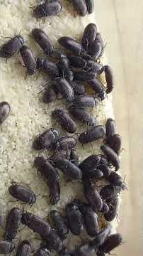 How to grow a culture of the beetle Ulomoides dermestoides, Tenebrionidae? The best is semolina.