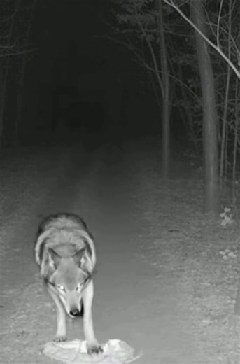 @Night Cam Creatures @Night Cam Creatures #lobo #nightvision #paranormal #horrorstory #cctv paranormal activity real lifereal cryptids caught on cam funny creatures Scary moments Top paranormal videos to watch Real scary stories Mythical Creatures cryptid footage mysterioUs creature sightings werewolf cryptid