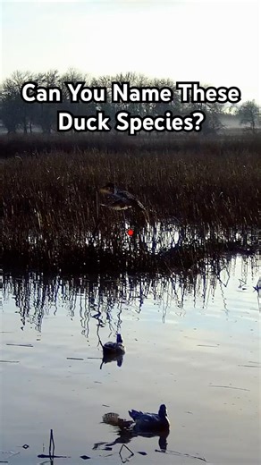 Test Your Duck Identification! #duckhunting #shotkam #waterfowl
