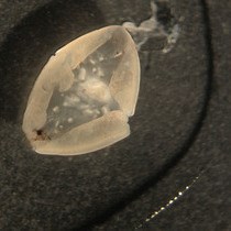 Video: Preparation of Horizontal Slices of Adult Mouse Retina for Electrophysiological Studies