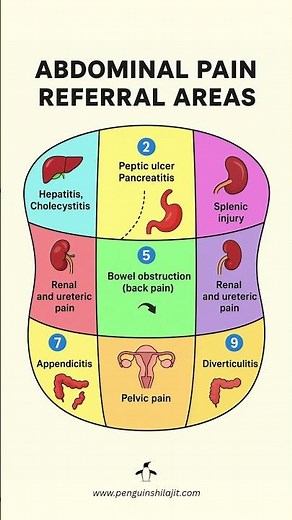 Understand Abdominal Pain What Each Area of Your Stomach Means | Medical Infographic