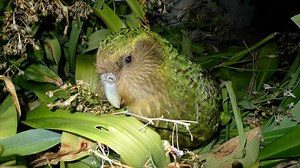 15 Facts About the Oddball Kakapo