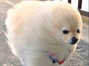 モコモコモコ…モフ神様の化身現る