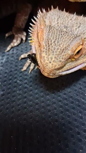 ASMR (lizard edition)