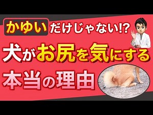 【犬の皮膚病】犬がお尻を気にする理由