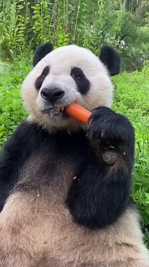 pandababy3s on TikTok