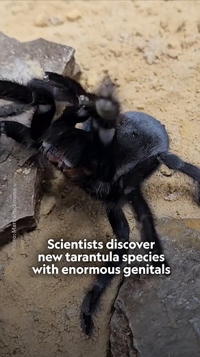 When scientists discover a new species, they usually name it after the creature’s most notable characteristic. So why did a group of scientists recently name a newly discovered genus of tarantulas after satyrs, the famously well-endowed half-goat men from Greek mythology? Like a satyr, Satyrex ferox have massive members that dwarf those of all other tarantulas, according to a new study. Located near the spider's mouth, tarantula palps are leg-like appendages that are used for everything from mat
