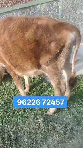 30K views · 417 reactions | Denmark heifar High quality in genuine rate sold out Alhamdulillah | padder sheep farm seller | Facebook