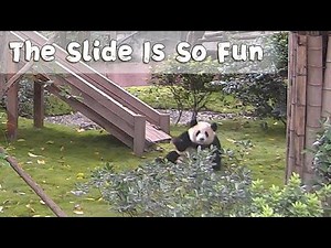 Baby Pandas Playing On The Slide | iPanda