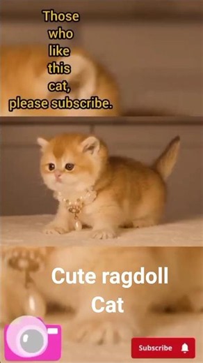 Cute Ragdoll kittens