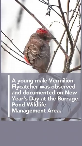 20K views · 549 reactions | A rare bird has been documented on the...