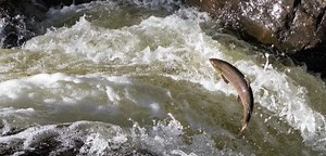 WILD SALMON PROTECTION ZONES AND SEA LICE THRESHOLDS PROPOSED FOR SCOTLAND