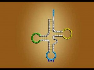 tRNa general function