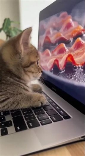 Adorable Kitten Tries to Eat Bacon Off the Screen! 😻 #kitten #funnyanimals #cuteness #viral #omg