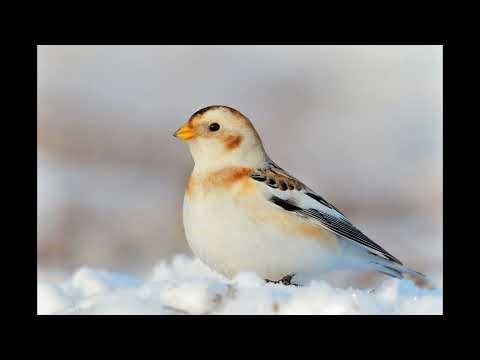 Gracie’s Wisconsin Bird Sounds: Snow Bunting