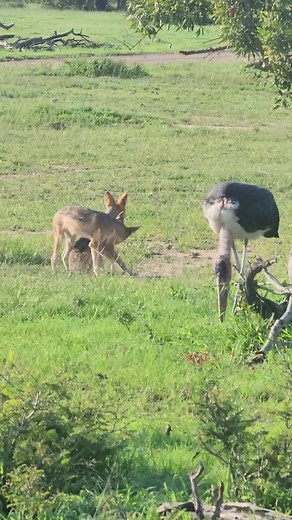 Jackal pairs mate for life, and they are very territorial. #jackal #wildlife #wildlifephotography #gamedrive #safari #safaricom #sighting #photography #safaricom #krugerpark #krugerexplorer #krugersightings #krugernationalpark #southafrica