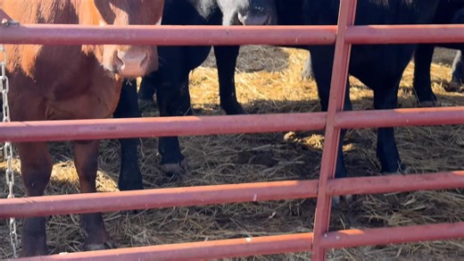 586 reactions · 16 shares | What makes Flint Farm & Ranch special: • Premium limestone-enriched soil = nutrient-rich grass • Crystal-clear spring water from our valleys • Smart rotational grazing • 100% Natural, always hormone-free | Flint Farm & Ranch | Facebook