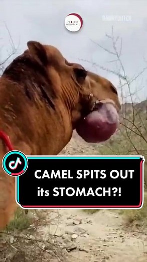 Camels Spitting Out Stomach: Fact or Fiction?