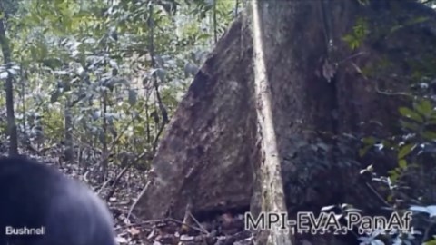 Is this proof Chimps believe in God?