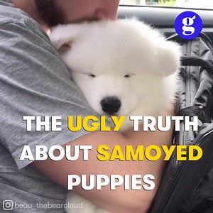 The cold, hard truth about Samoyed puppies 🥶 | Good Dog