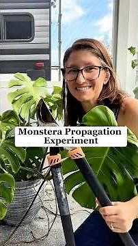 Monstera Propagation With A Beginner