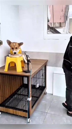 The Amazing Singing Dog Phenomenon