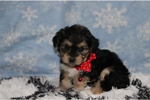 Felix - Yorkiechon Puppy 4C457F