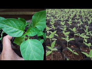 A Complete Guide to Sowing Chili Peppers Without Fail