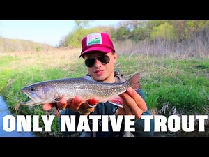FLY FISHING SOUTH PINE CREEK | IOWAS RAREST TROUT SPECIES | DRIFTLESS REGION NATIVE BROOK TROUT